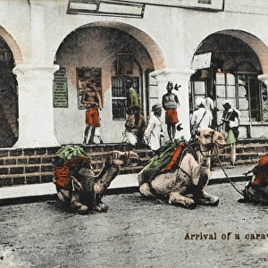 Yemen - Arrival of a camel caravan, Aden