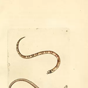 Young smooth snake, Coronella austriaca