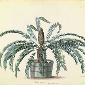 Botanical watercolor art