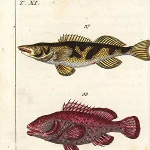 Zingel, red hind and striped bass