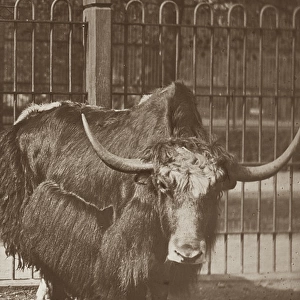 Zoo - Bull