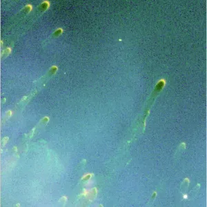 Cometary Knots Around A Dying Star