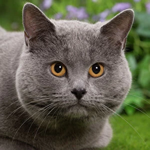 Cats (Domestic) Gallery: Chartreux