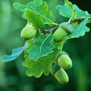 Acorns English Oak