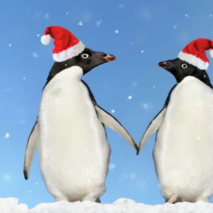 Adelie Penguin - holding hands wearing Christmas hats - Brown Bluff - Antarctic Peninsula Digital Manipulation: montaged penguins, added sky/snow & hats (Su)