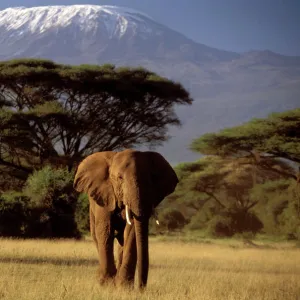 Elephantidae Photographic Print Collection: African Elephant