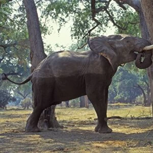 African Elephant - Bull shaking acacia tree to dislodge seedpods which it will then pickup off ground and eat. Should it find that it can push the tree over it will do so and eat pods, limbs and leaves. Mana Pools National Park, Zimbabwe