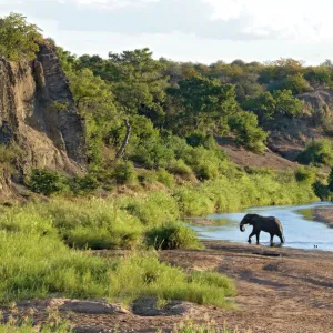 African Elephant - crossing Letaba River, backlit by evening light. Kruger National Park, South Africa