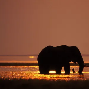 African Elephant - feeding in Lake. Lake Kariba, Matusadona National Park, Zimbabwe. Africa. 3ME696