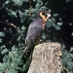 Falcons Collection: African Hobby