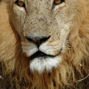 African Lion - Portrait of male Okavango delta, Botswana