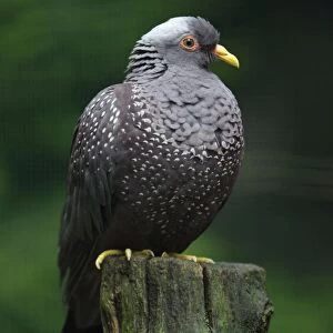 African Olive Pigeon - sitting on post, Lower Saxony, Germany