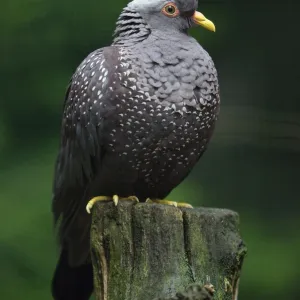 African Olive Pigeon - sitting on post, Lower Saxony, Germany