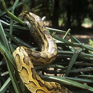 African Rock Python - on vegetation - Kenya Africa