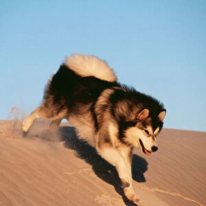 Alaskan Malumute Dog CRH 723 Running down sand dune © Chris Harvey ARDEA LONDON
