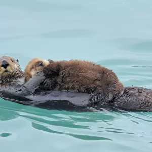 Alaskan / Northern Sea Otter - mother carrying very young pup - Alaska _D3B3040