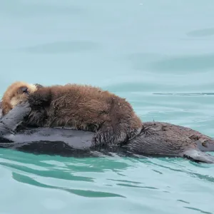 Alaskan / Northern Sea Otter - mother carrying very young pup - Alaska _D3B3040