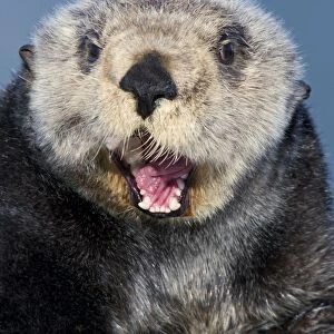 Alaskan / Northern Sea Otter - with mouth open - Alaska _D3B7338