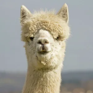 Alpaca - head of white Alpaca ; alpacas are native to Peru and have been domesticated for thousands of years; they have thick fleeces which produce valuable high quality wool or fibre which is used to make knitted or woven garments; Cotswolds UK