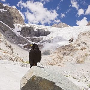Alpine Chough / Yellow-billed Chough - on the glacier blanc, Ecrins National Park, French Alps, France