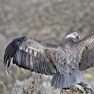 Andean Condor - back view with wings stretched out. Andes of Merida - Pico de Aguila - Venezuela