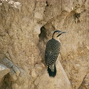 Woodpeckers Fine Art Print Collection: Andean Flicker