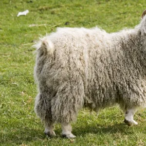 Angora Goat - Rare Breed Trust Cotswold Farm Park Temple Guiting near Stow on the Wold UK. Originating in the Angora regio of Asia Minor (now Turkey) Angora goats date back to the time of Moses around 1500 BC and brought to Europe in the mid 1500s