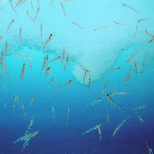 Crustaceans Collection: Krill
