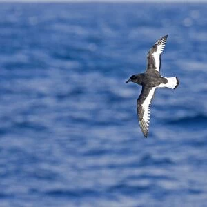 Antarctic Petrel - In flight over sea showing white trailing edge to upper wing. Antarctic October