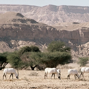 Bovidae Gallery: Arabian Oryx