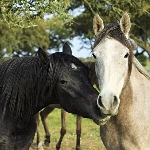 Arabic Horses - stallion with mare, Alentejo, Portugal