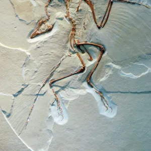 Archaeopteryx, fossil bird, Jurassic