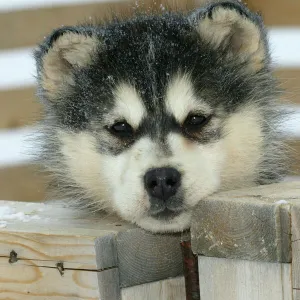 Arctic / Siberian Husky - puppy, close-up of face Churchill. Manitoba. Canada