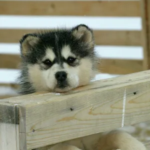 Arctic / Siberian Husky - puppy in wooden pen Churchill, Manitoba. Canada