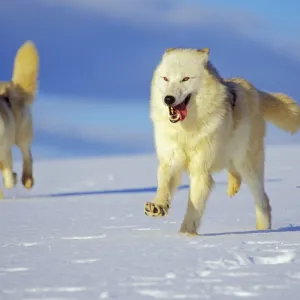 Two Arctic Wolves running in winter snow. MW2346