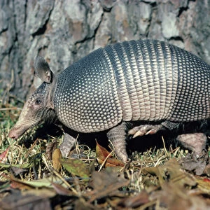 Armadillo - Louisiana - Body-tail and top of head covered with horny material - Lives in woodland-brushy areas-rock outcrops and cliffs - Feeds mainly on insects and other small invertebrates