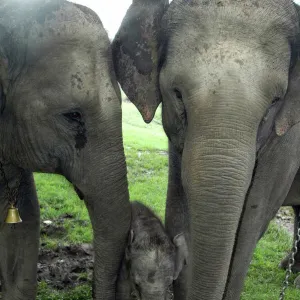 Asian Elephant, Domestic mother, auntie and calf 3 days old