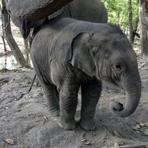 Asian / Indian Elephant - adult and young. Bandhavgarh National Park - India