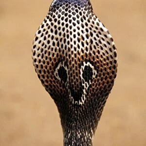 Asiatic / Indian Cobra - close-up of back of head