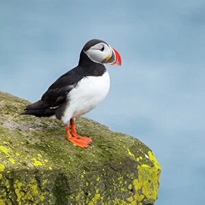 Atlantic Puffin - on lichen covered rock