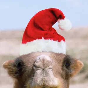 Bactrian Camel - wearing Christmas hat Digital Manipulation: Hat (Su)