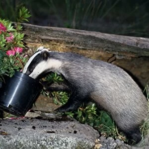 Badger - Young in garden sniffing in flowerpots - Somerset - England