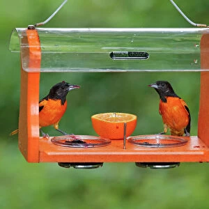Passerines Metal Print Collection: Orioles