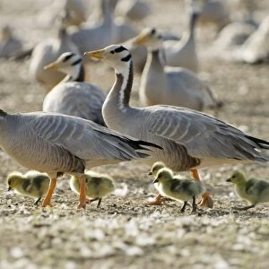 Bar-headed Geese - With goslings - Lake Quinghai Tibet plateau China