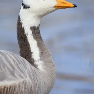 Bar Headed Goose - Par - Cornwall - UK