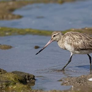 Bar-tailed Godwit On the foreshore at Cairns Esplanade, Queensland, Australia