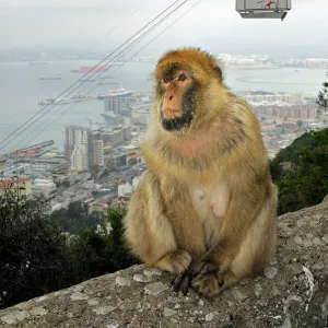 Barbary Macaque / Ape - Gibraltar - in habitat - Europe