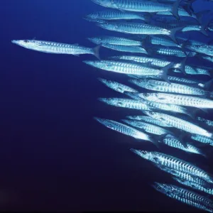 B Gallery: Barracuda