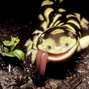 Salamanders Collection: Mole Salamanders