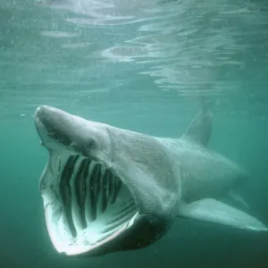 Basking Shark DSE 15 Certorhinus maximus - Isle of Man © Douglas David Seifert ARDEA LONDON